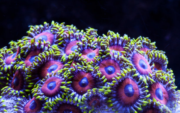 corals