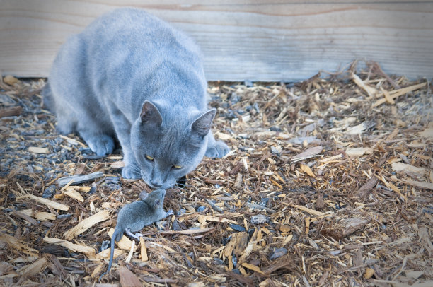 猫捉老鼠