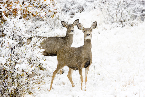doe