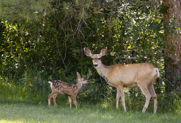 doe