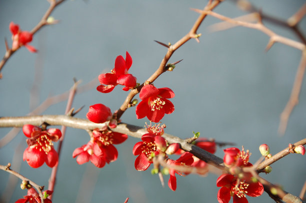 chaenomeles