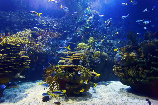 aquarium