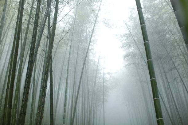 雨天竹林图片素材 雨天竹林设计素材 雨天竹林摄影作品 雨天竹林源文件下载 雨天竹林图片素材下载 雨天竹林背景素材 雨天竹林模板下载 - 搜索中心