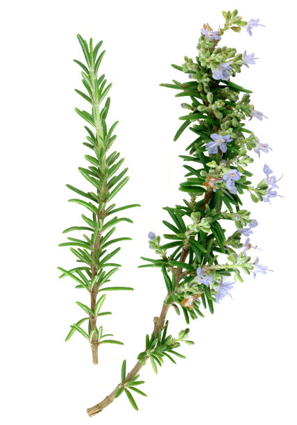 herbs