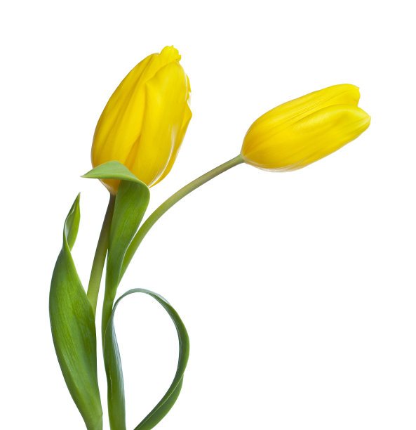 tulip