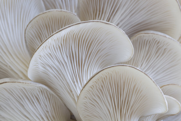 mushroom
