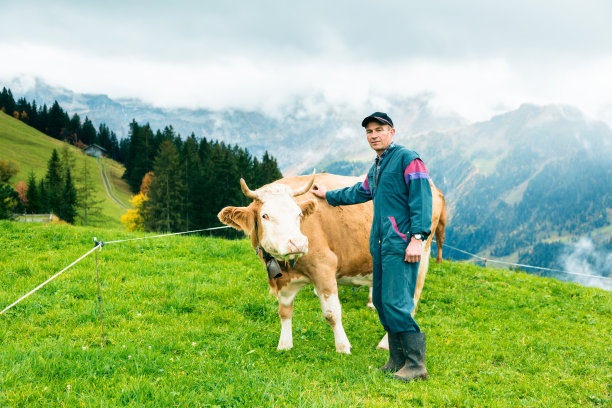 cow