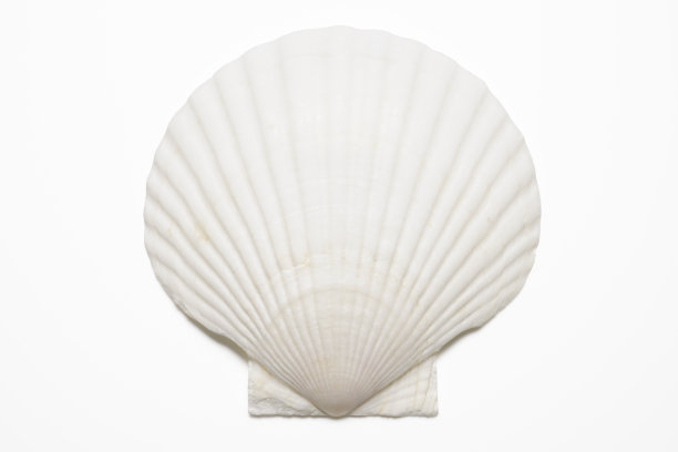 shells