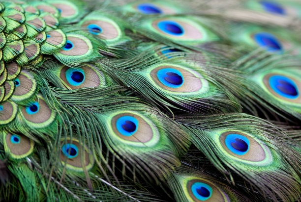 peacock