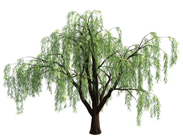 willow