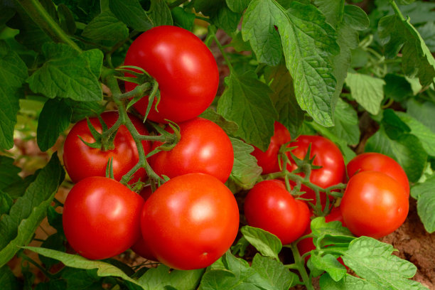 tomato