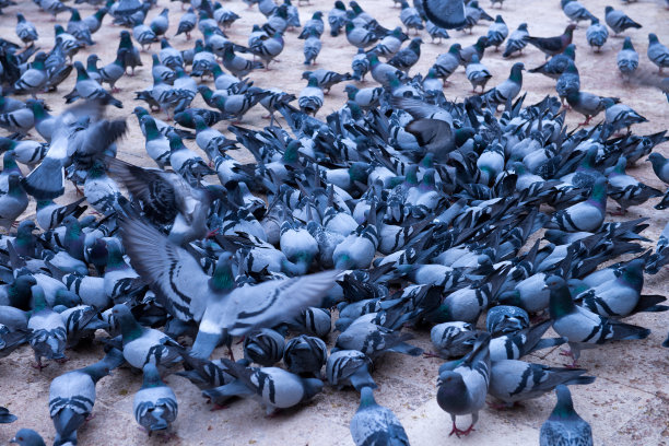 pigeon