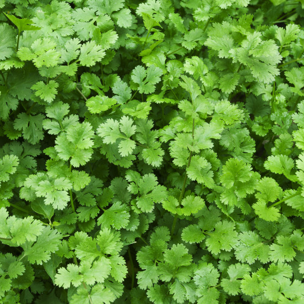 cilantro