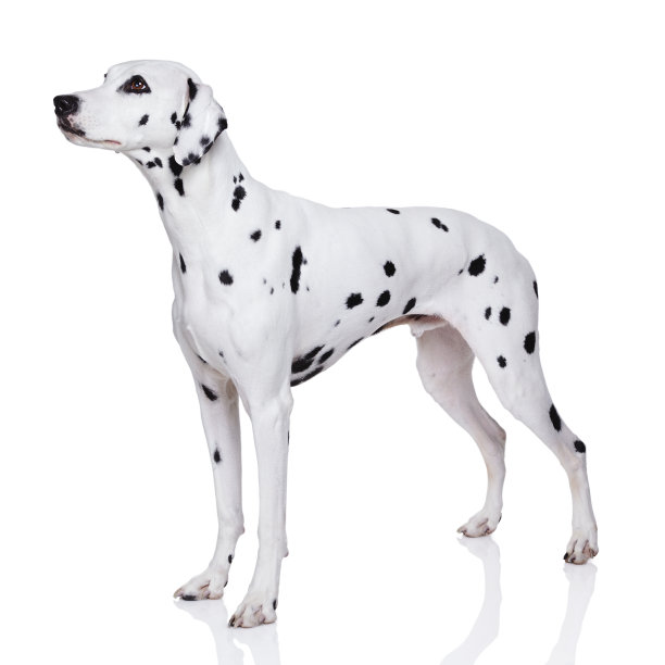 dalmatian
