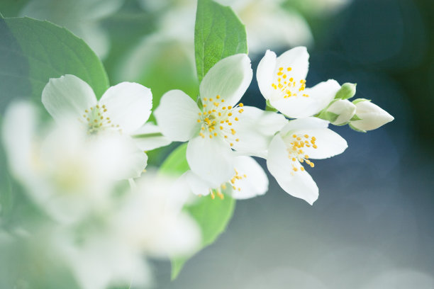 jasmine