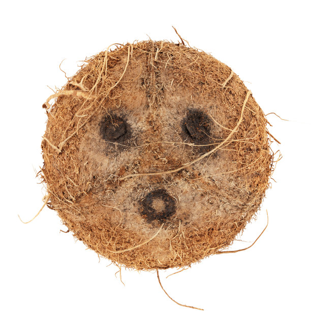coconut