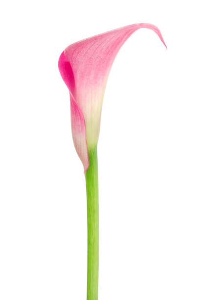 zantedeschia