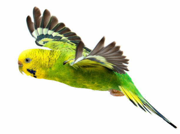 parrots