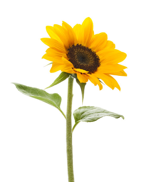 helianthus