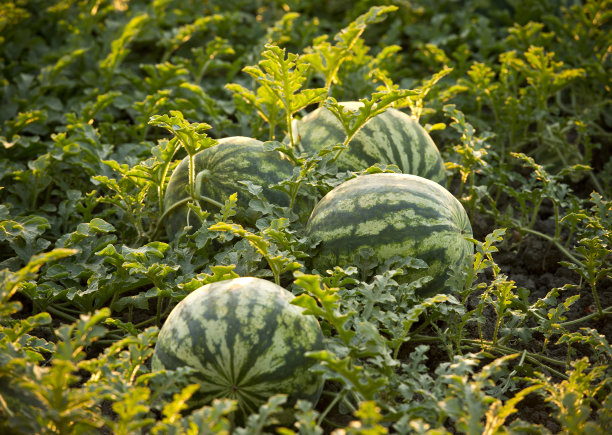 watermelon