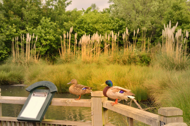 wetland