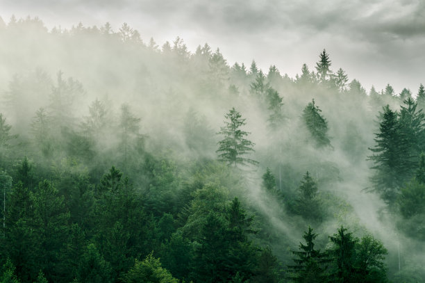 forest