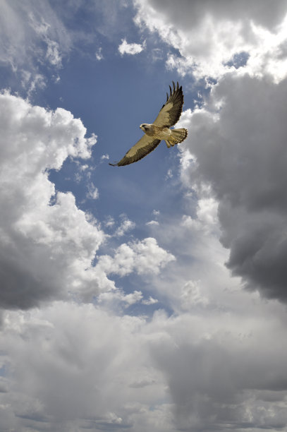buteo