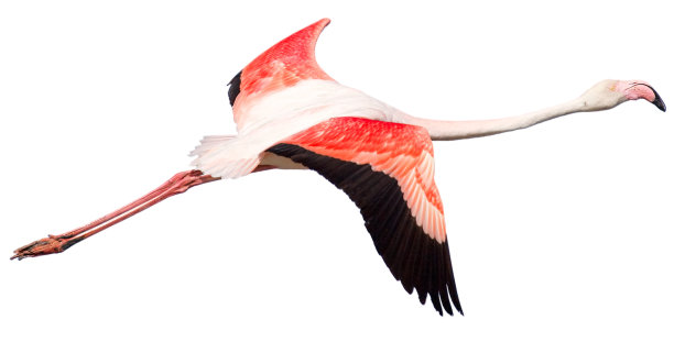 flamingo