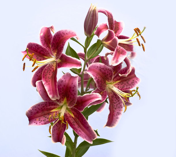 仅一朵花,花蕾,花