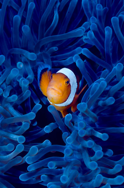anemonefish