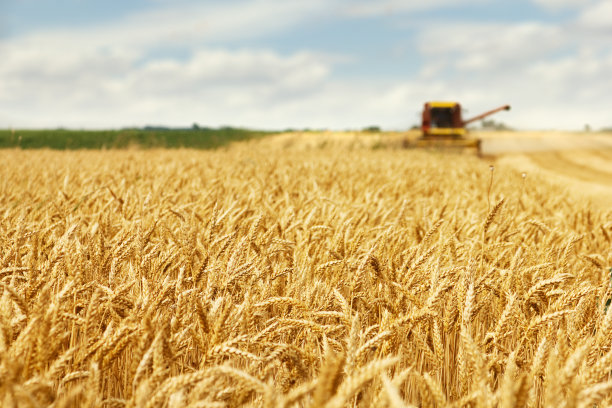 harvest