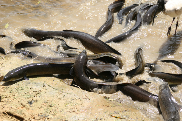 eel