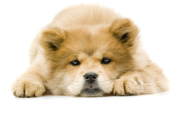 chow