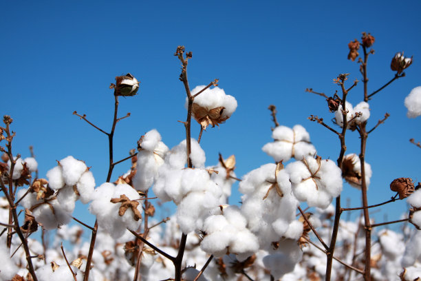 cotton
