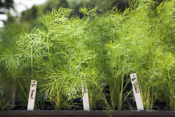 fennel