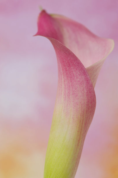 araceae