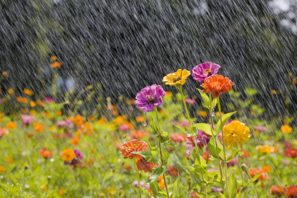 drizzle