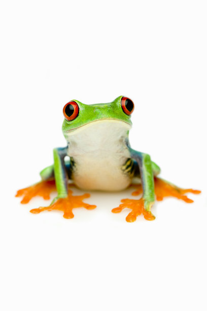 frog