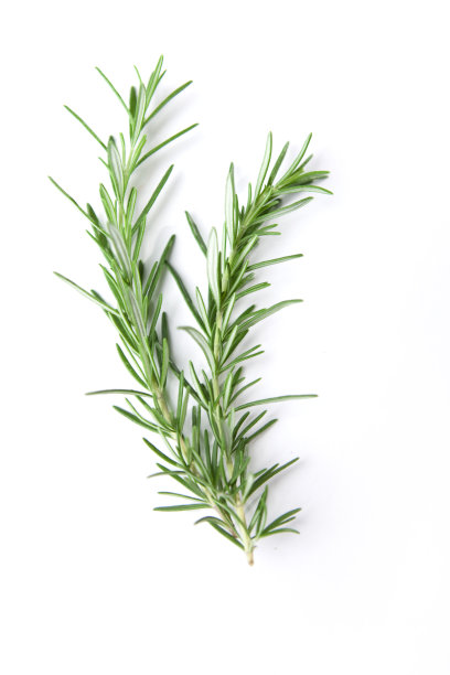 rosemary