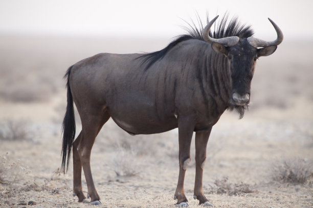 wildebeest