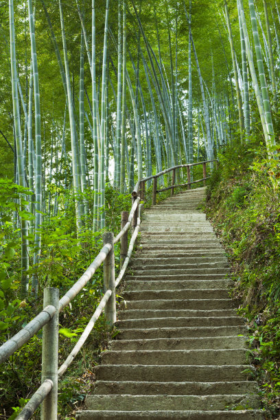 绿竹林竹林围栏
