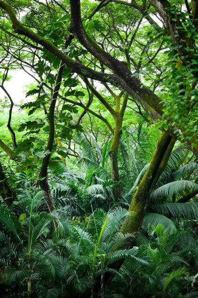 jungle