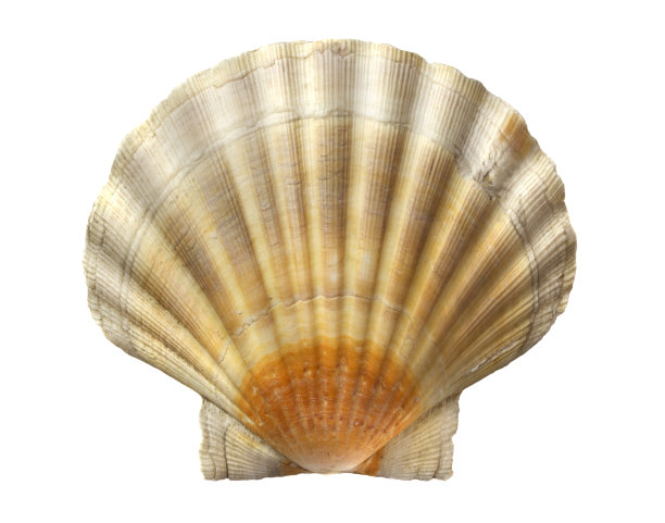 shells