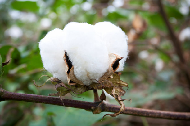 cotton
