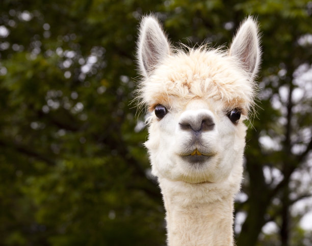 alpaca