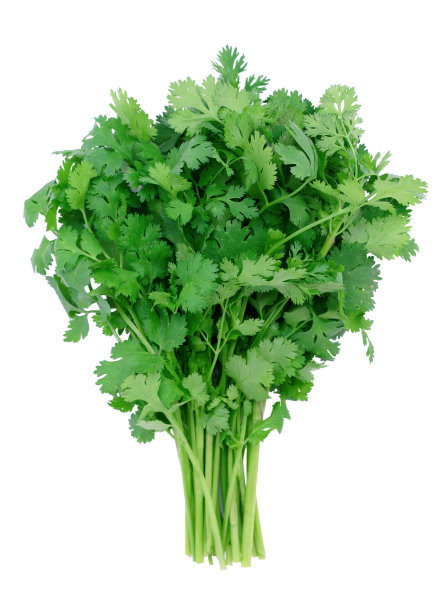 cilantro