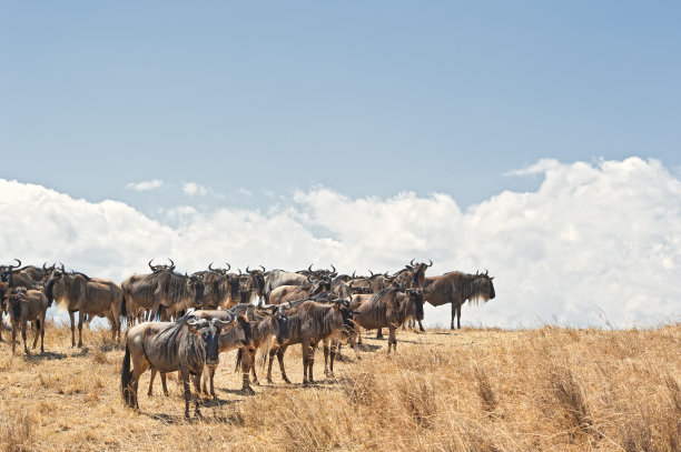 ngorongoro