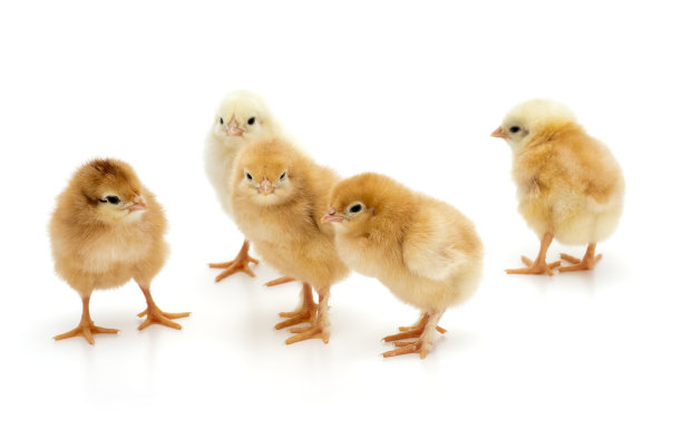 chick