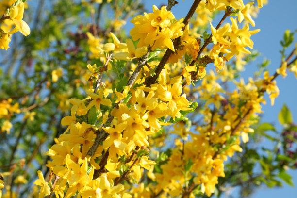forsythia