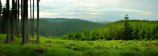 pinus